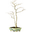 Acer palmatum, 65 cm, ± 25 years old, with a nebari of 12 centimeters