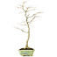 Acer palmatum, 65 cm, ± 25 years old, with a nebari of 12 centimeters