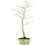 Acer palmatum, 65 cm, ± 25 years old, with a nebari of 12 centimeters