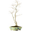 Acer palmatum, 65 cm, ± 25 years old, with a nebari of 12 centimeters