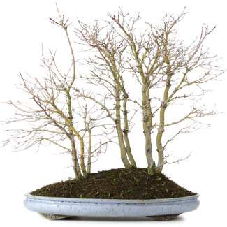 Acer palmatum, 57 cm, ± 15 jaar oud