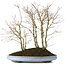 Acer palmatum, 57 cm, ± 15 años