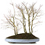 Acer palmatum, 57 cm, ± 15 jaar oud