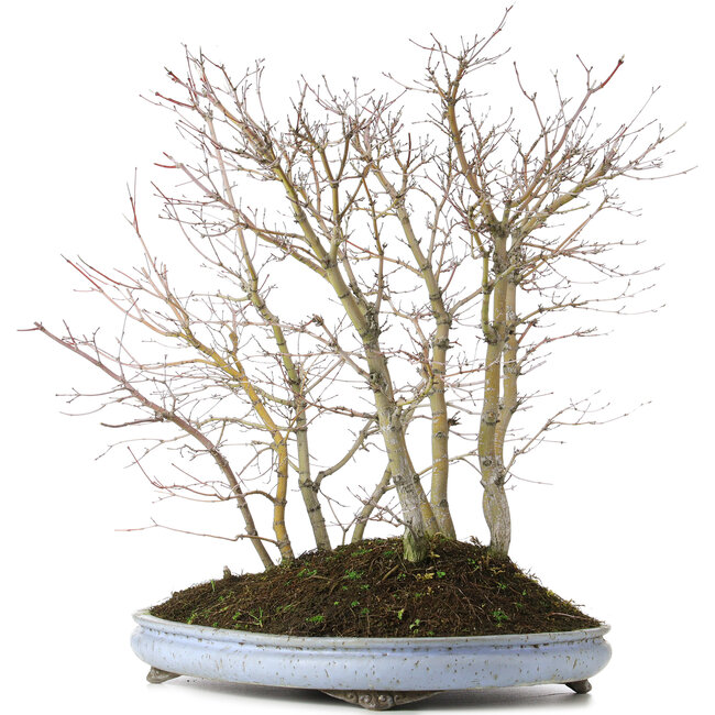 Acer palmatum, 57 cm, ± 15 anni