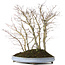 Acer palmatum, 57 cm, ± 15 años