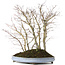 Acer palmatum, 57 cm, ± 15 Jahre alt