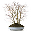 Acer palmatum, 57 cm, ± 15 años