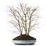 Acer palmatum, 57 cm, ± 15 jaar oud