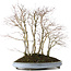 Acer palmatum, 57 cm, ± 15 Jahre alt