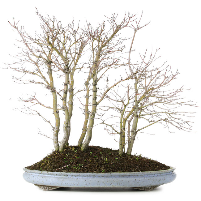 Acer palmatum, 57 cm, ± 15 anni