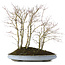 Acer palmatum, 57 cm, ± 15 jaar oud