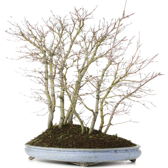 Acer palmatum, 57 cm, ± 15 ans