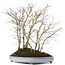 Acer palmatum, 57 cm, ± 15 jaar oud