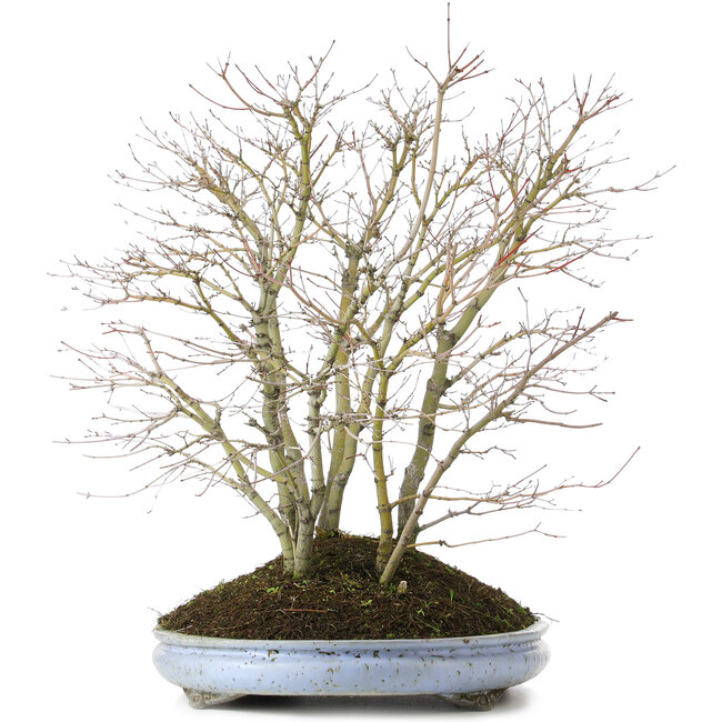 Acer palmatum, 57 cm, ± 15 jaar oud