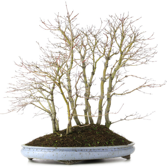 Acer palmatum, 57 cm, ± 15 ans