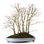 Acer palmatum, 57 cm, ± 15 Jahre alt