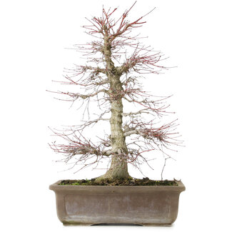 Acer palmatum, 56 cm, ± 25 jaar oud