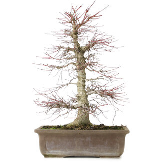 Acer palmatum, 56 cm, ± 25 Jahre alt