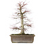 Acer palmatum, 56 cm, ± 25 Jahre alt, mit einem Nebari von 14 Zentimetern