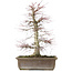 Acer palmatum, 56 cm, ± 25 years old, with a nebari of 14 centimeters