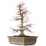 Acer palmatum, 56 cm, ± 25 Jahre alt, mit einem Nebari von 14 Zentimetern