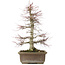 Acer palmatum, 56 cm, ± 25 Jahre alt, mit einem Nebari von 14 Zentimetern