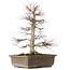 Acer palmatum, 56 cm, ± 25 Jahre alt, mit einem Nebari von 14 Zentimetern