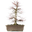 Acer palmatum, 56 cm, ± 25 Jahre alt, mit einem Nebari von 14 Zentimetern