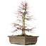 Acer palmatum, 56 cm, ± 25 years old, with a nebari of 14 centimeters