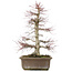 Acer palmatum, 56 cm, ± 25 years old, with a nebari of 14 centimeters