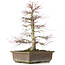 Acer palmatum, 56 cm, ± 25 jaar oud, met een nebari van 14 centimeter