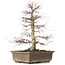 Acer palmatum, 56 cm, ± 25 Jahre alt, mit einem Nebari von 14 Zentimetern