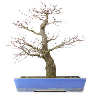 Acer palmatum, 48 cm, ± 25 anni