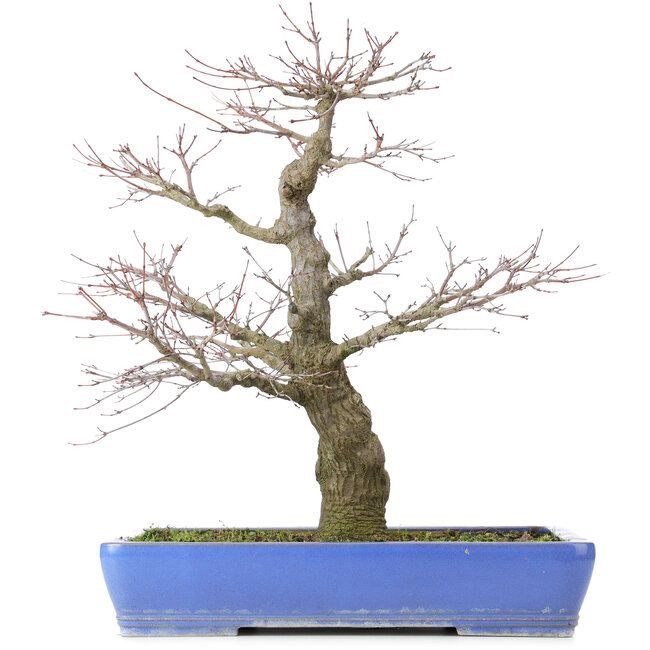 Acer palmatum, 48 cm, ± 25 años, con nebari de 14 centímetros