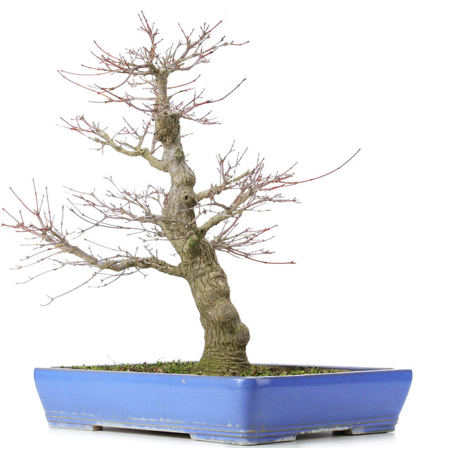 Acer palmatum, 48 cm, ± 25 years old, with a nebari of 14 centimeters