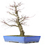 Acer palmatum, 48 cm, ± 25 años, con nebari de 14 centímetros