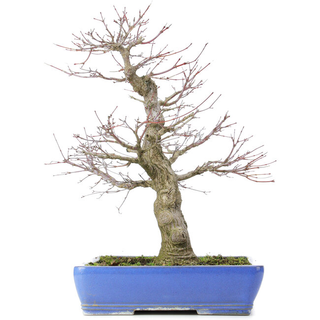 Acer palmatum, 48 cm, ± 25 años, con nebari de 14 centímetros
