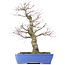 Acer palmatum, 48 cm, ± 25 años, con nebari de 14 centímetros