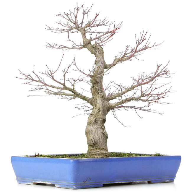 Acer palmatum, 48 cm, ± 25 años, con nebari de 14 centímetros