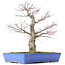 Acer palmatum, 48 cm, ± 25 años, con nebari de 14 centímetros