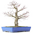 Acer palmatum, 48 cm, ± 25 jaar oud, met een nebari van 14 centimeter