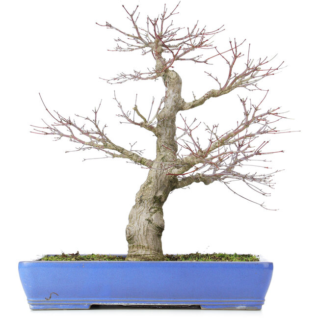 Acer palmatum, 48 cm, ± 25 años, con nebari de 14 centímetros