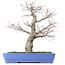 Acer palmatum, 48 cm, ± 25 años, con nebari de 14 centímetros