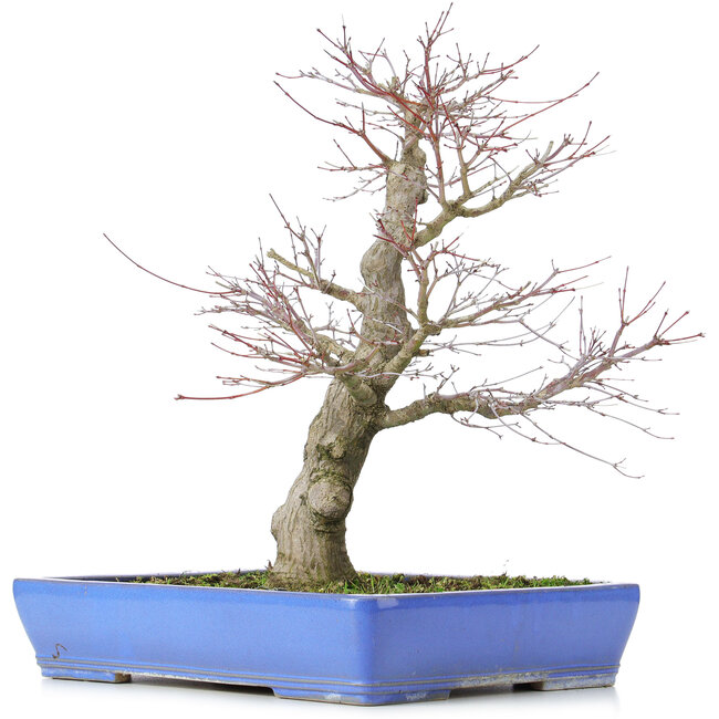Acer palmatum, 48 cm, ± 25 años, con nebari de 14 centímetros