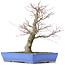 Acer palmatum, 48 cm, ± 25 years old, with a nebari of 14 centimeters