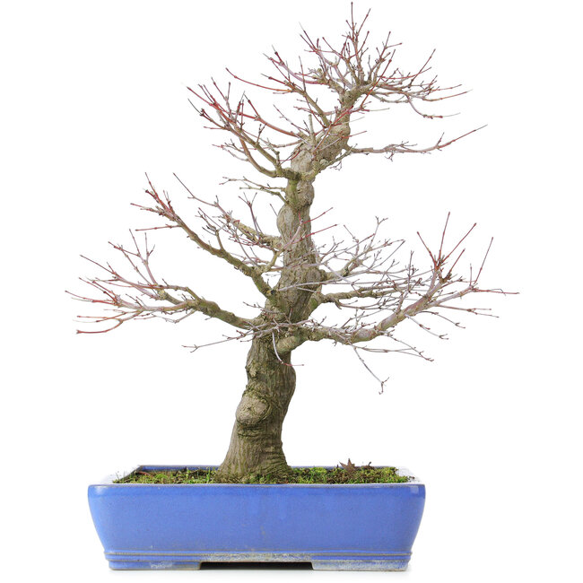 Acer palmatum, 48 cm, ± 25 jaar oud, met een nebari van 14 centimeter