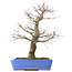 Acer palmatum, 48 cm, ± 25 años, con nebari de 14 centímetros