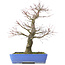 Acer palmatum, 48 cm, ± 25 jaar oud, met een nebari van 14 centimeter