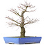 Acer palmatum, 48 cm, ± 25 años, con nebari de 14 centímetros