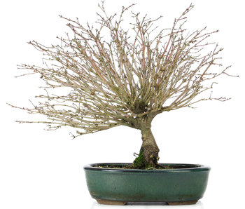 Acer palmatum Kiyohime, 32 cm, ± 10 años